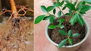 Cara stek pohon beringin dengan lidah buaya