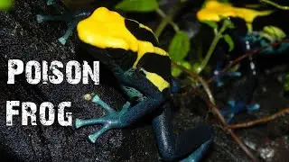 Poison Frogs