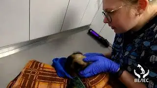 Cпасение кота с дерева   (кот спасаться не хочет)