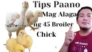 Tips Paano Mag-Alaga ng 45 Broiler Chicks | 2 weeks old