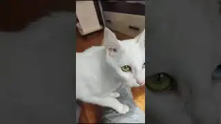 Турецкая кошечка.Саша не хочет сниматься в кино....