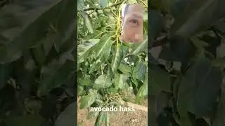 ผลงานปีนี้แก้ไขไม่ทันเหลือเท่านี้ #avocado hass #avocado