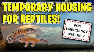 How To Make a Temporary Tank for Reptiles!