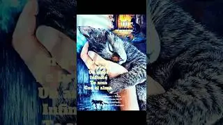 🔥AMOR INFINITO🔥#gatos #felinos