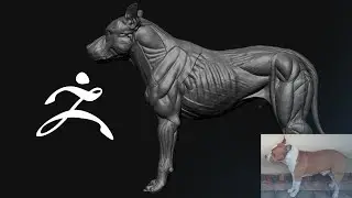 Canine - Pitbull Dog Anatomy in ZBrush Core (Complete Tutorial No Audio)