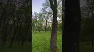 Курортный парк в Ессентуках, почти пуща....