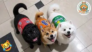 Try not to laugh 😂 Ultimate Funny Cats and Dogs 2026 🐱🐶 #22