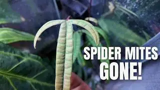 Get Rid of Spider Mites Quickly with this Hack!