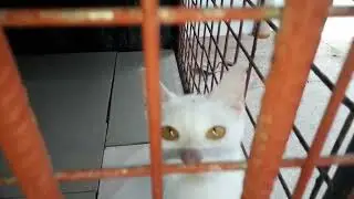 Complete all Cats include Ash.