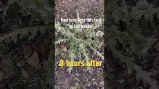 How long does it take to kill weeds? 