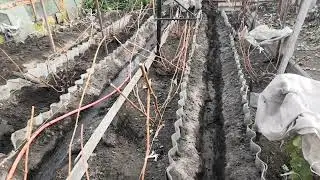 Готовлю виноград к зиме в теплице. 23 г.