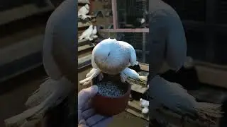 Голуби и минералка