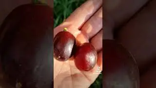 Виноград Эверест 