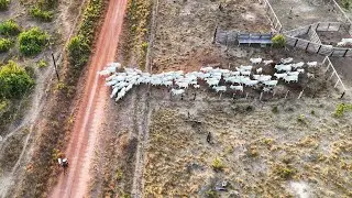 PEGAMOS O GADO QUE ESTAVA NO ALUGUEL! Quase perdemos 2 vacas.