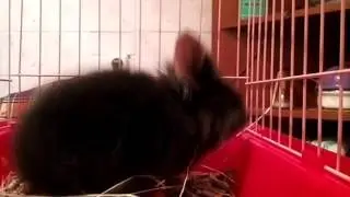10 ПРИЧИН ЗАВЕСТИ КРОЛИКА!