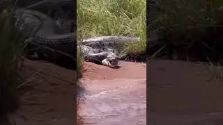 Gigante Anaconda Canibal del Amazonas