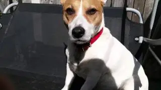 Sun Dog