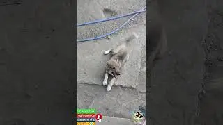 Злюка щенок
