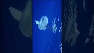 Эта самая большая костная рыба в океане 
