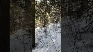 Работа лаек по медведю #охотаслайкой #охотанамедведя #охотаслайкойнакабана