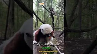 Sifaka Lemurs: Nature's Incredible Leaping Acrobatics! 🐒