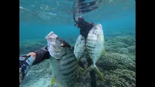 Spearfishing for GOLDEN TREVALLY Hawaii FT. OahuHunter // Catch n Cook