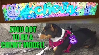 Zulu Got to Be a Chewy Model in 2021!