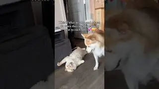 Maine Coon Ragdoll Mix Cat and Pomsky Dog Play Fighting 🐶🐱 #shorts #catlover #youtubeshorts