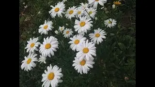 ВЛОГ: дача, где много клубники??