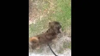My dog Wookie whining about a squirrel.