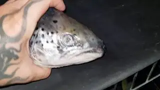 Big salmon heads  for my presa canarios Triple6ixkennel