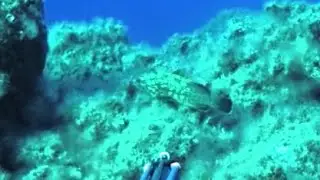 Pescasub: L'estate se ne va (finalmente...)