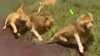 COWARDLY LION ESCAPE FROM THE FIGHT AND SEE WHAT HAPPENED