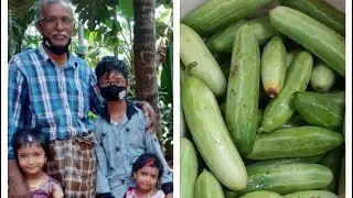 kovakka Krishi | plucking of kovakka | vacation vlog |