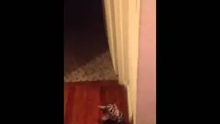 Cat turns off lights