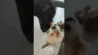 СОБАЧИЙ АБЬЮЗ #dog #short #shorts