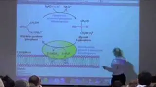 Lipid Metabolism, Fat Transport in the Body