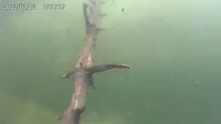 добываем дрова