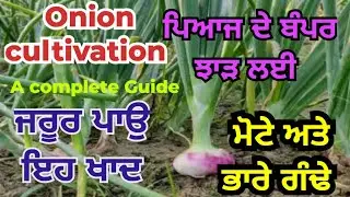 ਪਿਆਜ ਦੇ ਸ਼ਾਨਦਾਰ ਝਾੜ ਅਤੇ ਕੁਆਲਟੀ ਲਈ ਪਾਉ ਇਹ ਖਾਦਾਂ | Onion cultivation-A complete Guide