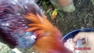 Pakain ng manok