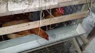 вечерний поход в курятник