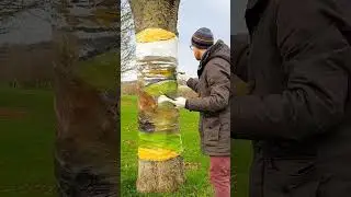 How to Draw - Invisible Tree Trunk 3D Illusion Art 