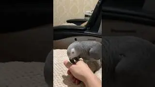 Нападение ПОПУГАЯ! Атака серого волка. 