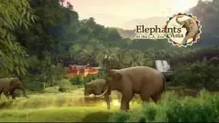 L.A. Zoo - Asian Elephants