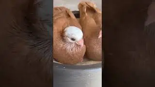 Ма Ша Аллах какие красивые