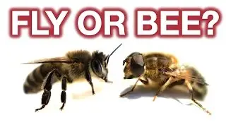 The Psychology of Mimicry