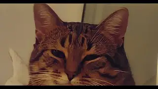 Dash 100% / новый 2.2 левел (4K60fps)