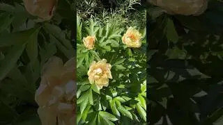 ITO Hybrid Peony Canary Brilliants 