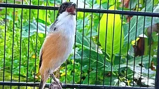 SUARA OCEHAN CENDET GACOR MASTERAN TROTOL BELAJAR BUNYI