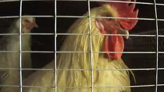 куры Кучинской Юбилейной, Брама часть2